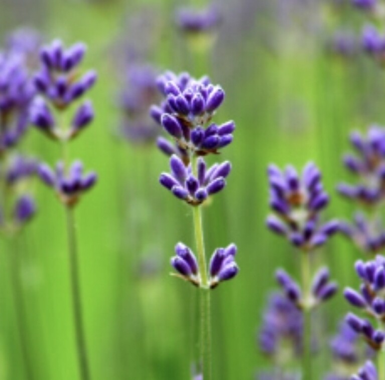 French Lavender Fragrance Oil (2ozs)