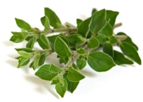 Oregano Oil - 1oz