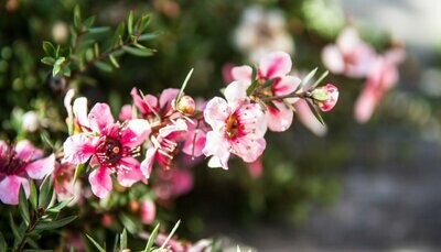 Manuka