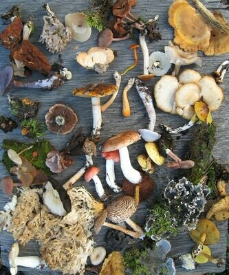 Mushroom