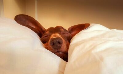 Sleep Aid