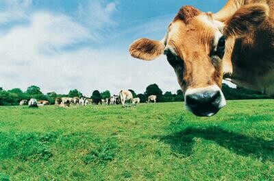 Fresh Dairy