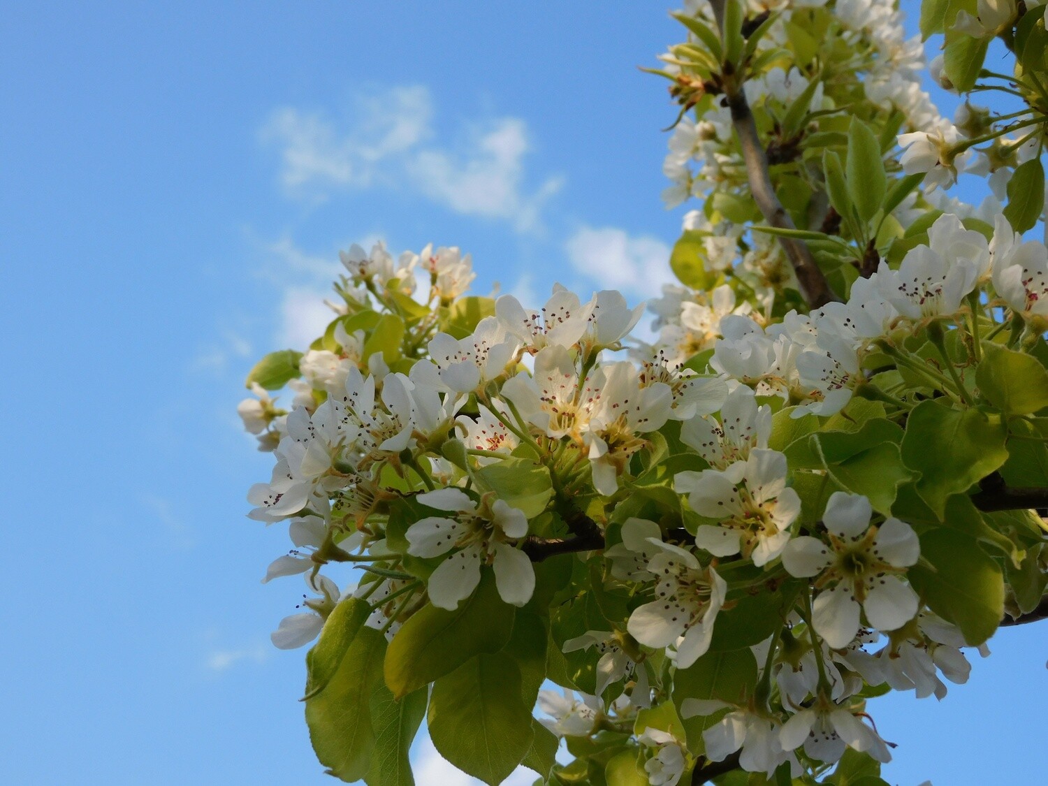 spring dreams