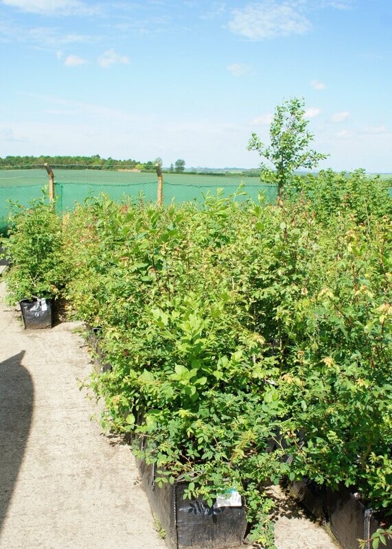 Instant native  hedging -  MIXED- Thorn, Rose, Spindle, Maple or Hazel