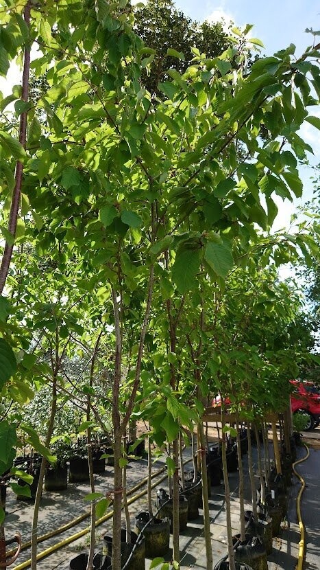 Prunus avium - CHERRY, WILD