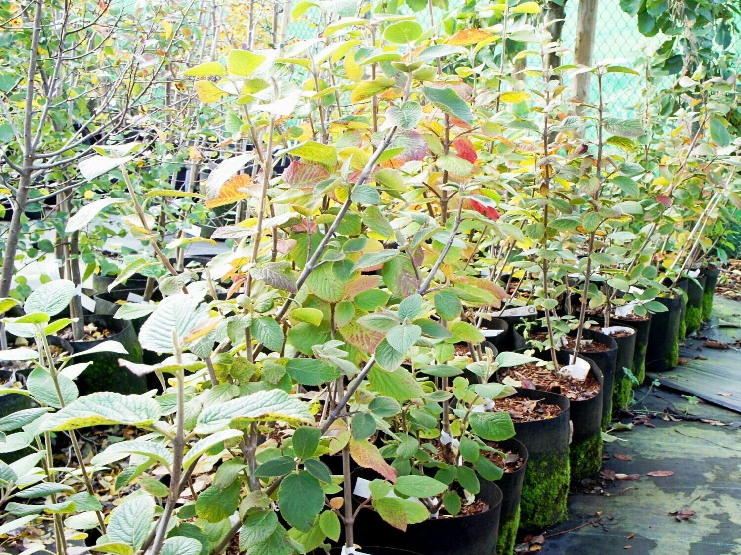 Viburnam lantana - WAYFARING TREE