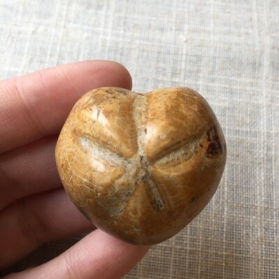 Sand Dollar Fossil Heart Shaped