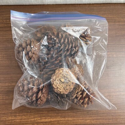Bag Large Pinecones Used