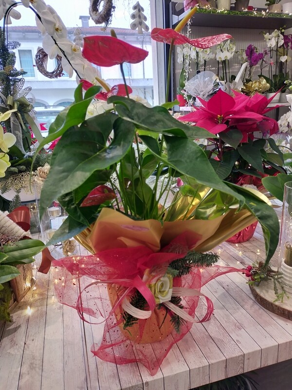 Anthurium rosso classico H50