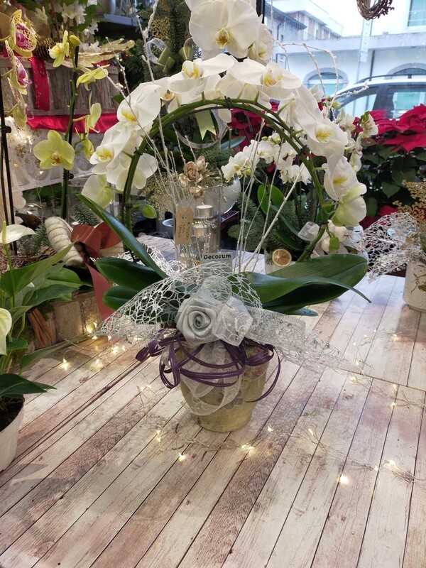Orchidea Arco con vaso