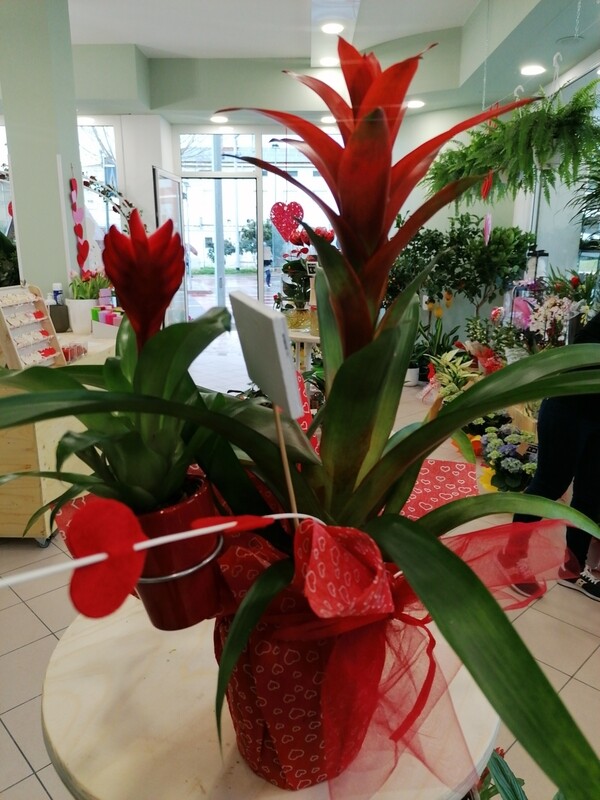 Bromelia bis H40 cm