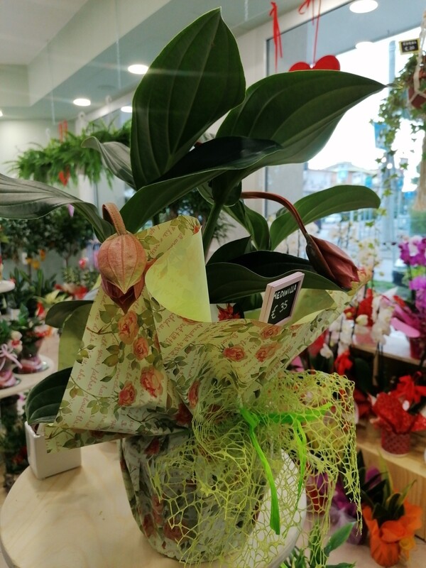 Medinilla H40cm
