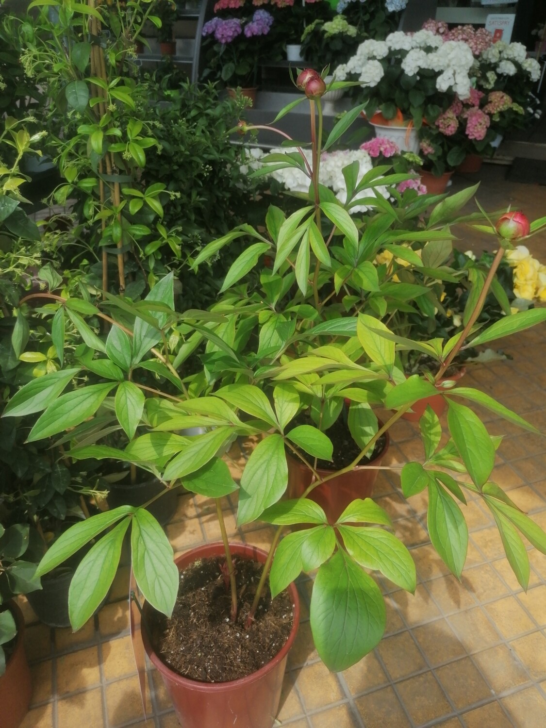 Pianta peonia