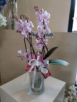 Composizione orchidea colore assortiti