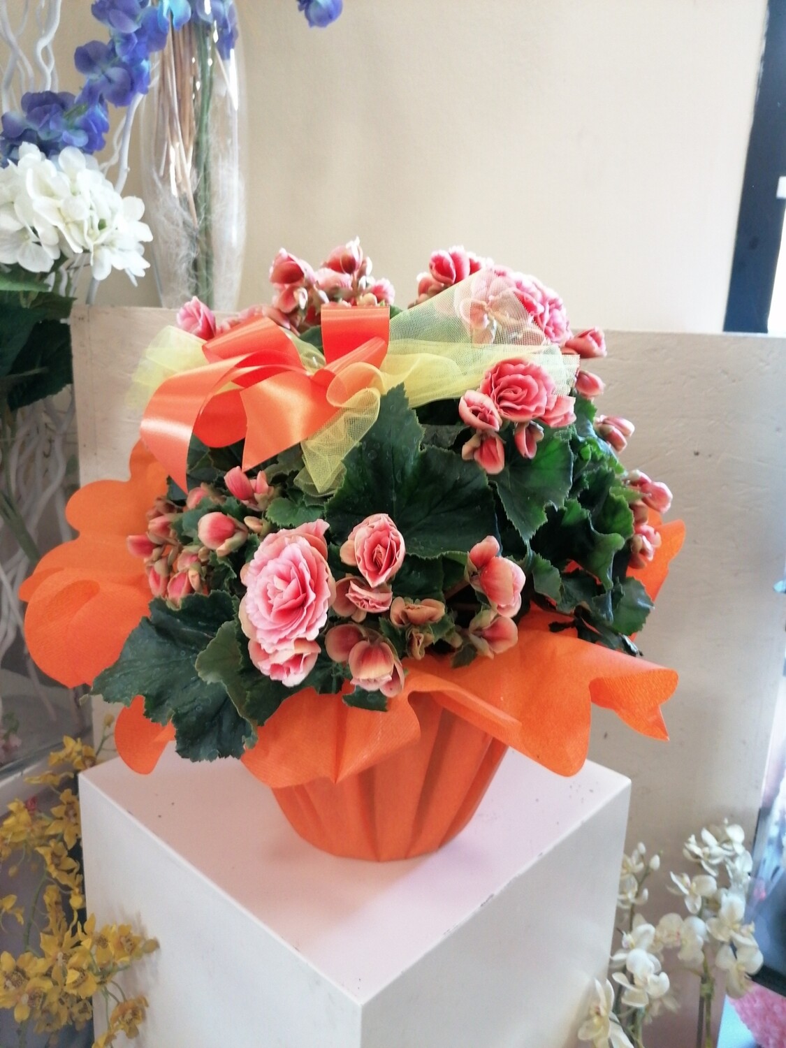 Begonia grande