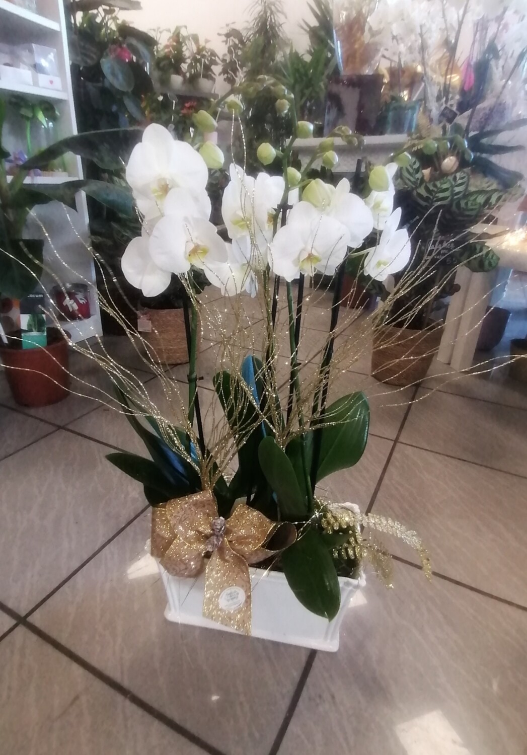 Composizione orchidee