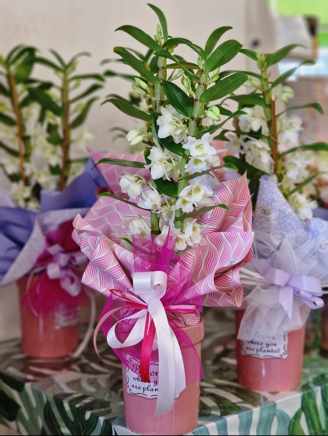Dendrobium