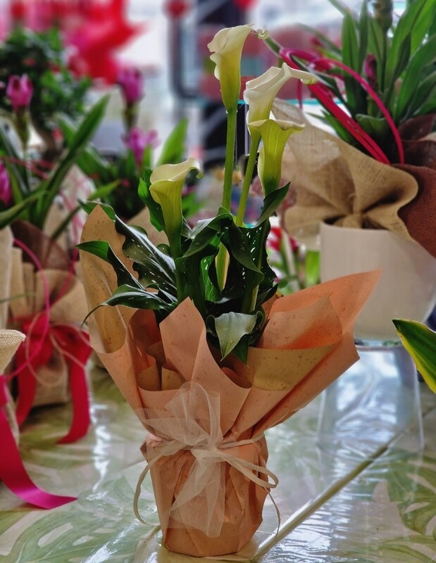 Calla