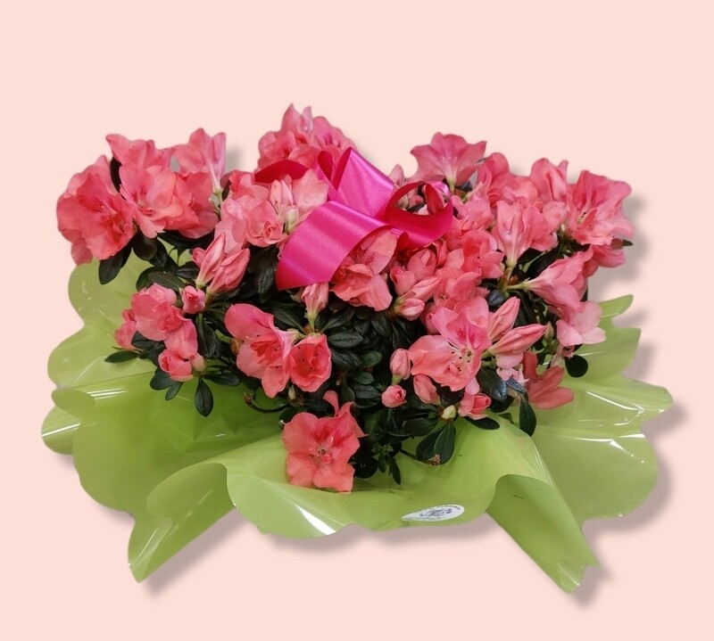 Azalea