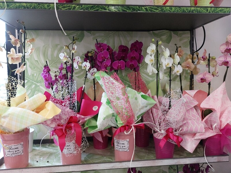 Orchidea 2 rami
