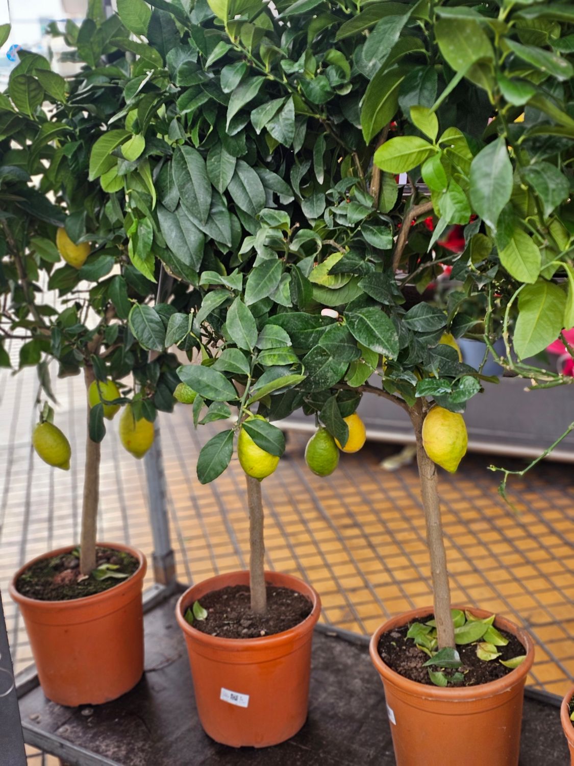 Limone vaso 24