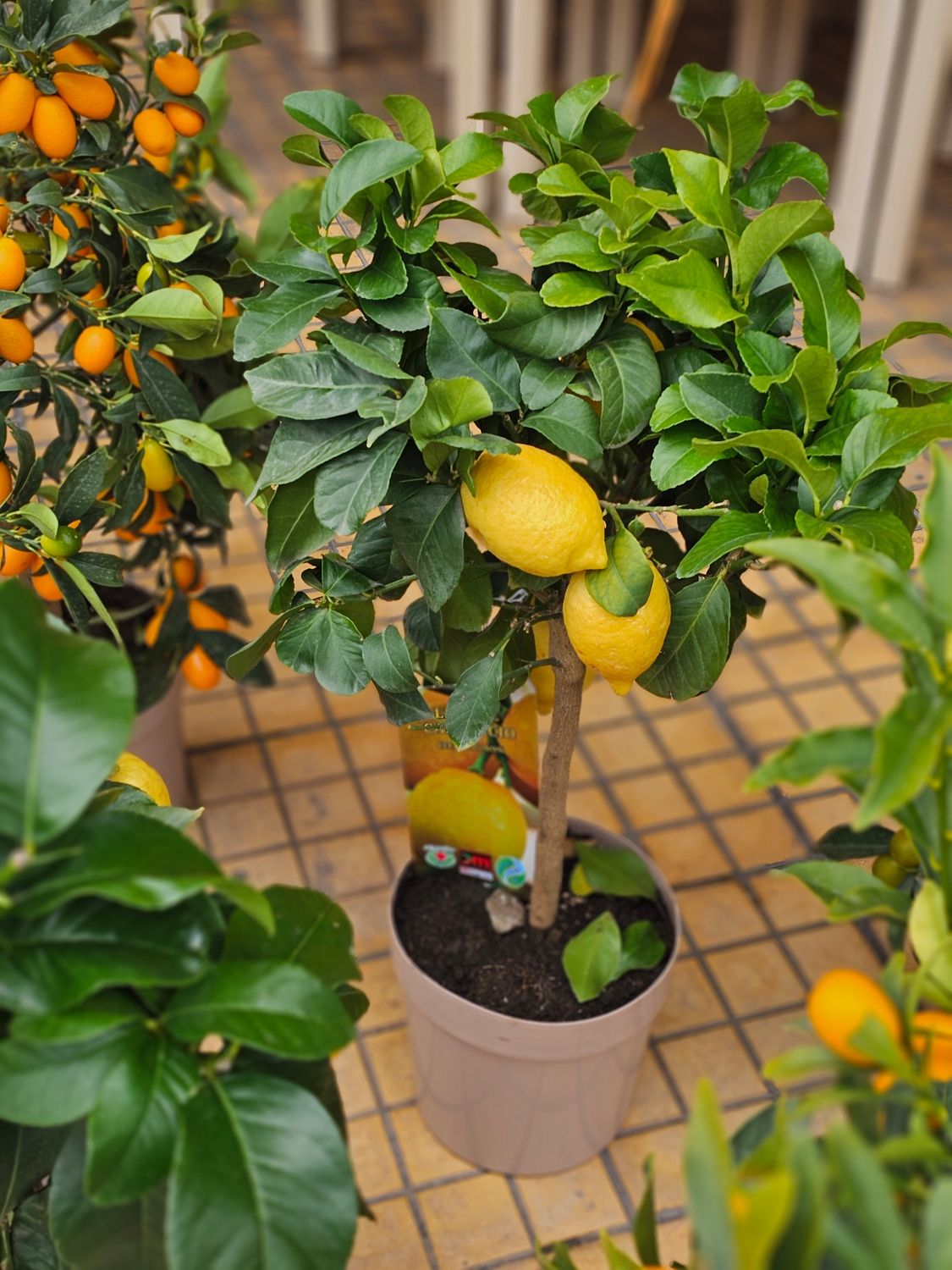 Limone