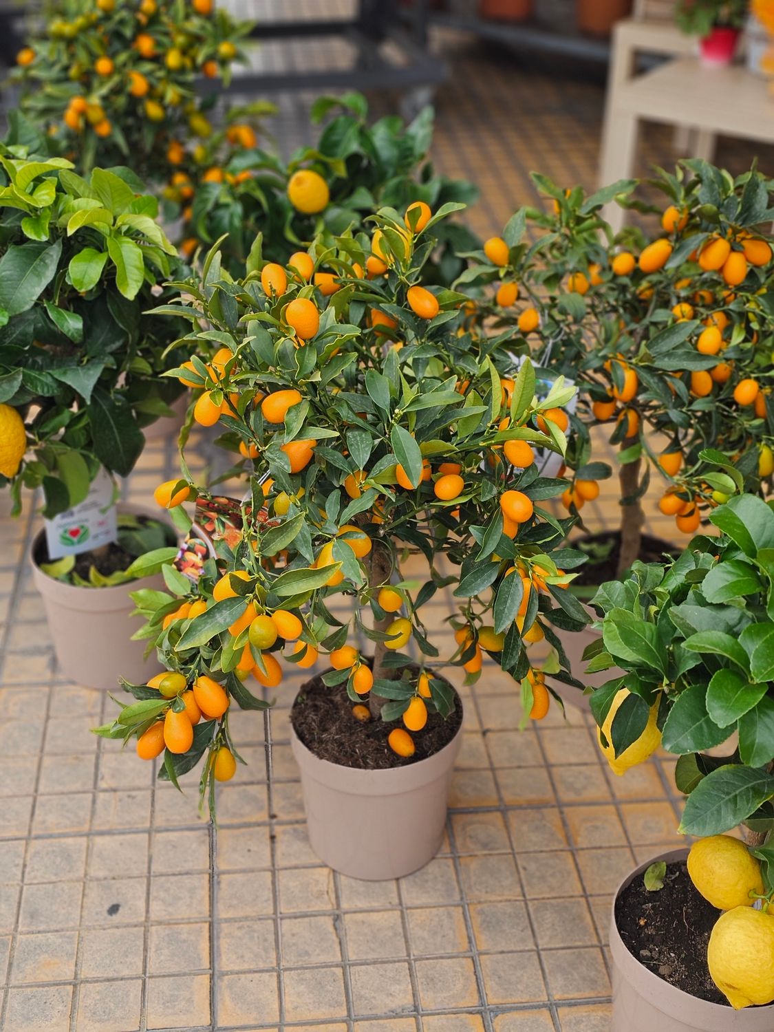 Kumquat