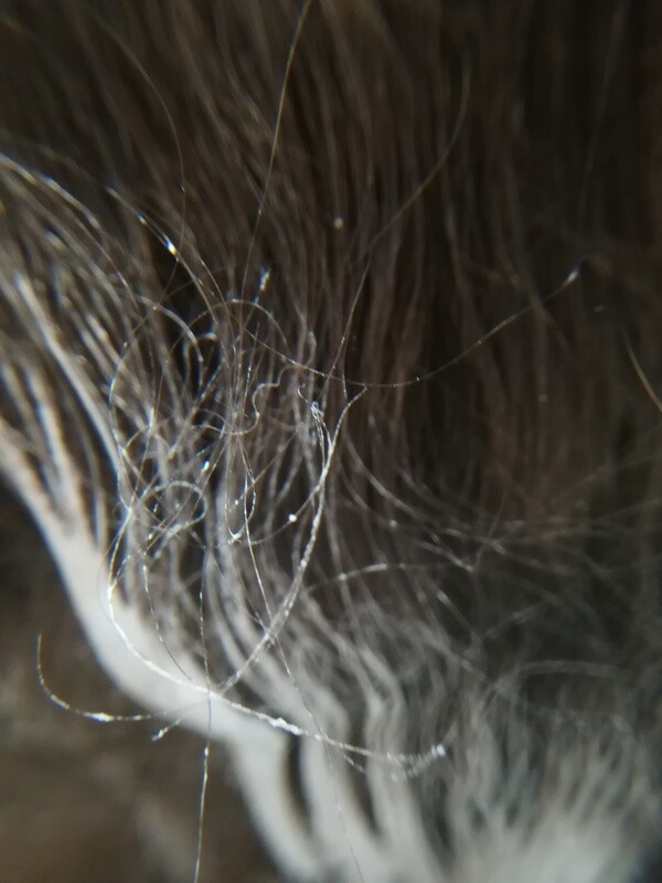Dry / Damaged