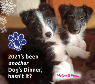 Treat a MADRA Dog to a Christmas dinner Treat a MADRA Dog to a Christmas dinner