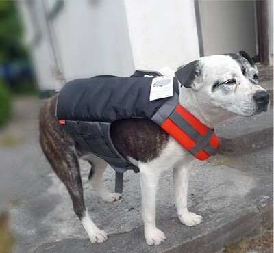 Reddy Flotation Dog Vest