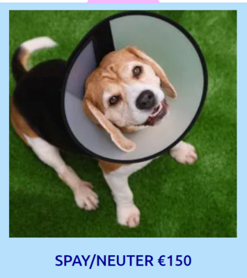 SPAY OR NEUTER ONE DOG