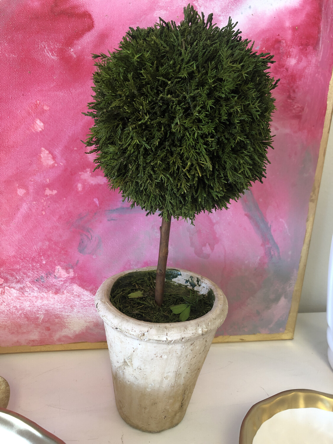 Cypress Topiary Medium