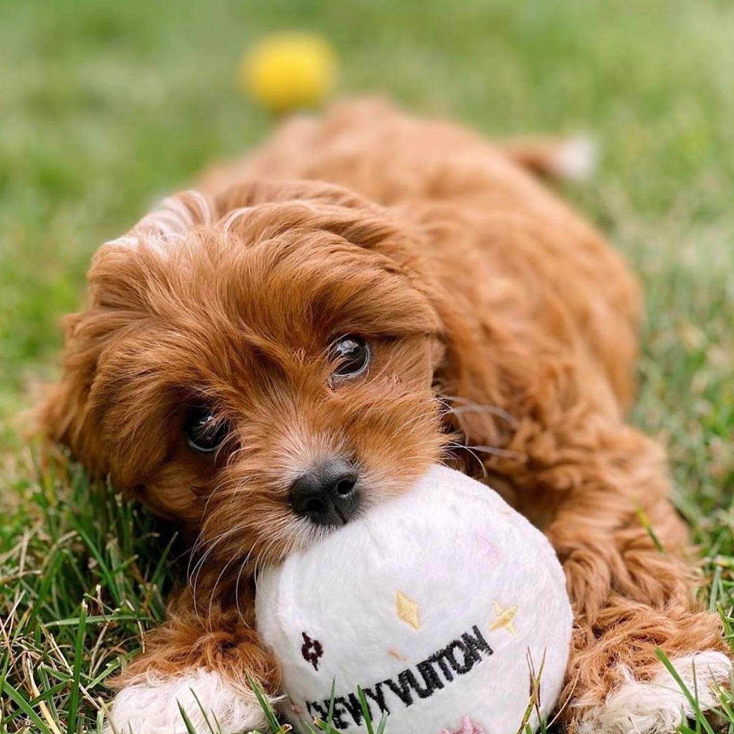 Chewy Vuitton Ball