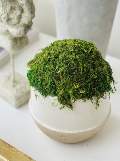 Moss Greenery Pot