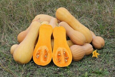 Jersey Butternut Squash