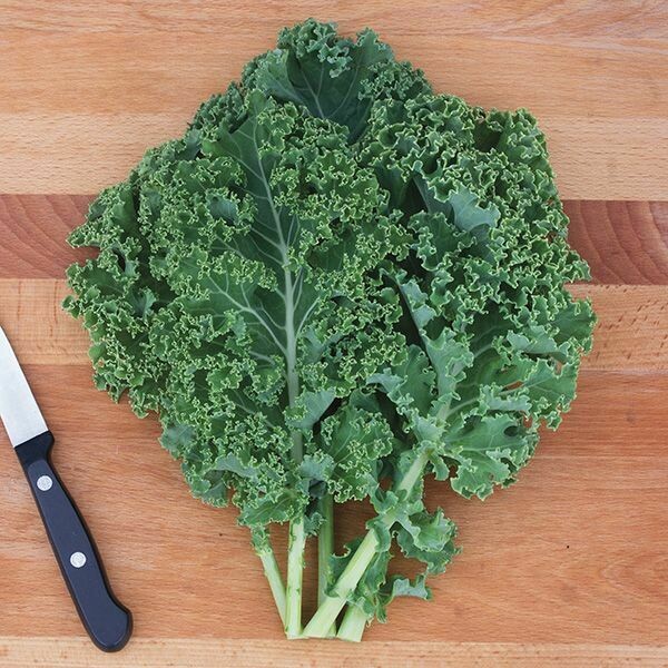 Jersey Kale