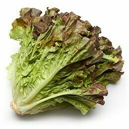 Red Leaf Lettuce Red Leaf Lettuce