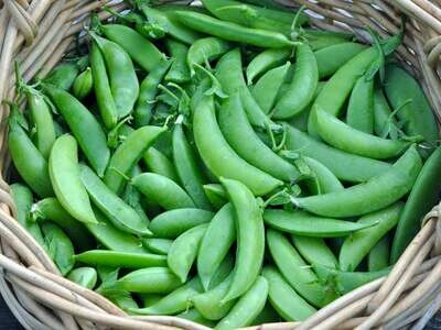 Jersey Sugar Snap Peas