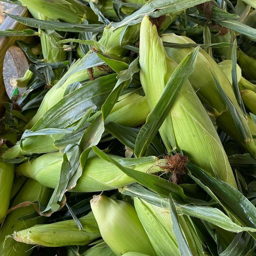 Florida Corn