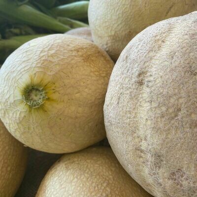 Jersey Cantaloupe