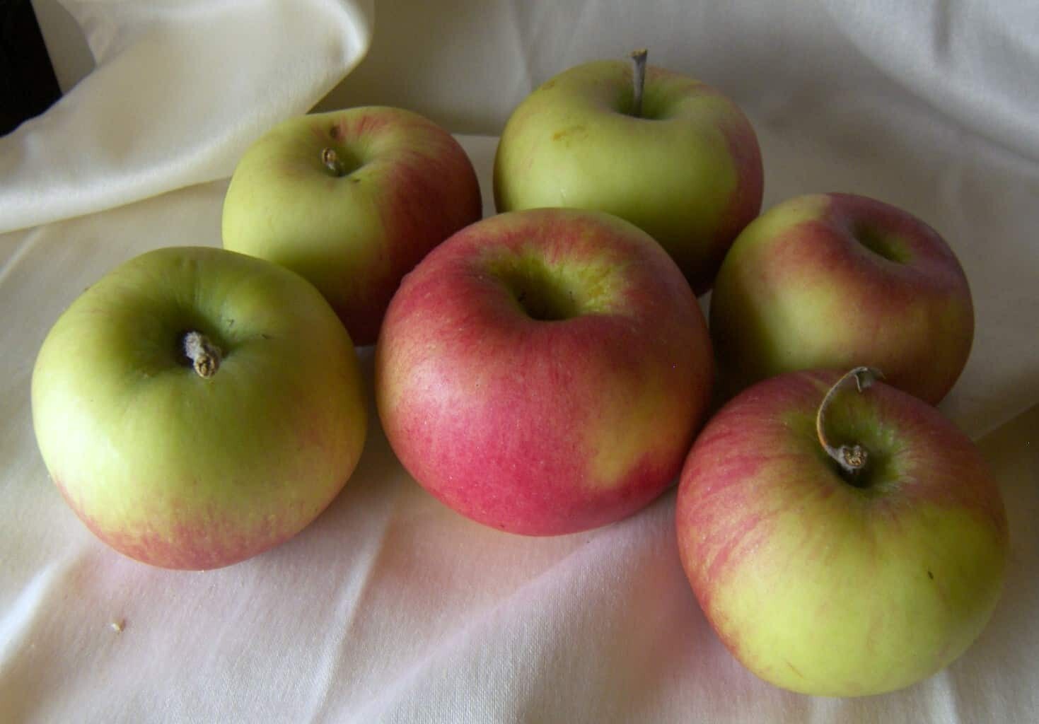 Jersey McIntosh Apples