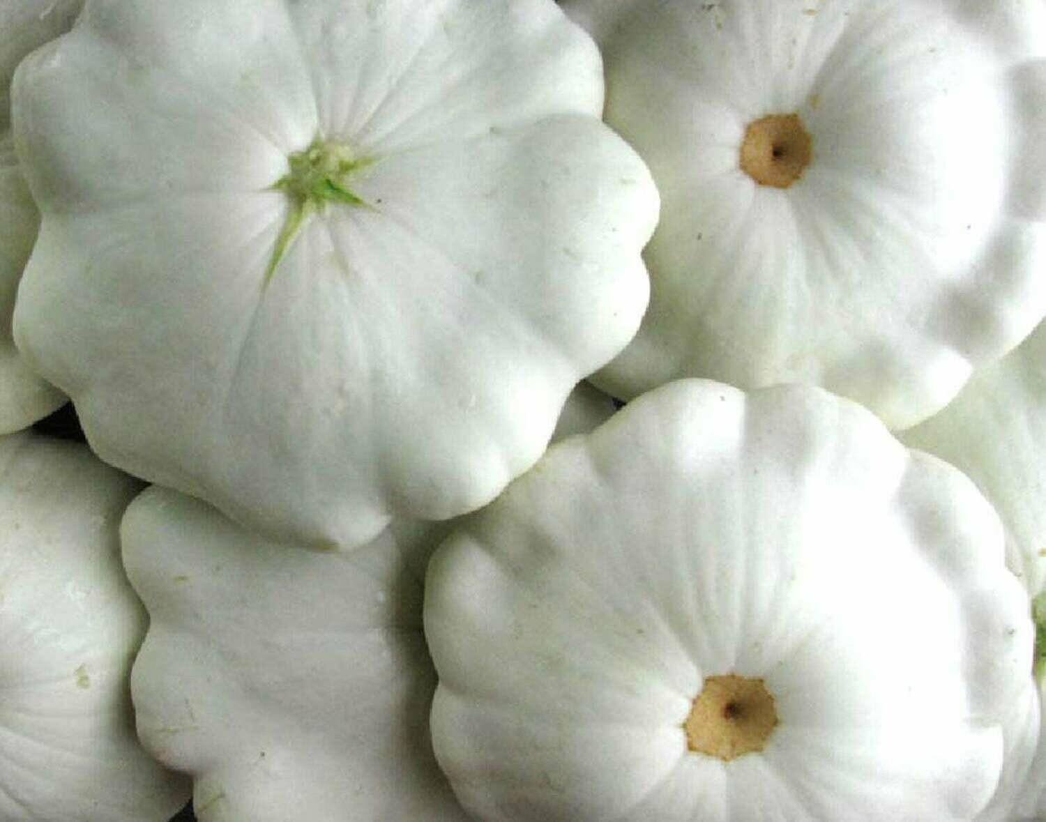 Jersey Patty Pan Squash Jersey Patty Pan Squash