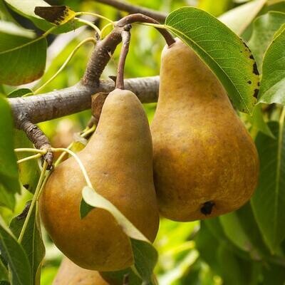 Jersey Bosc Pears