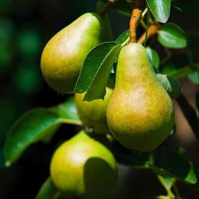 Jersey Bartlett Pears