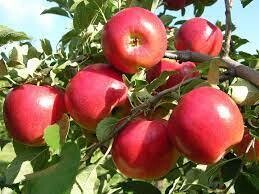 Crimson Crisp Apples