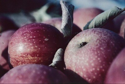 Jersey Winesap Apples