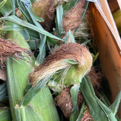 Florida Corn
