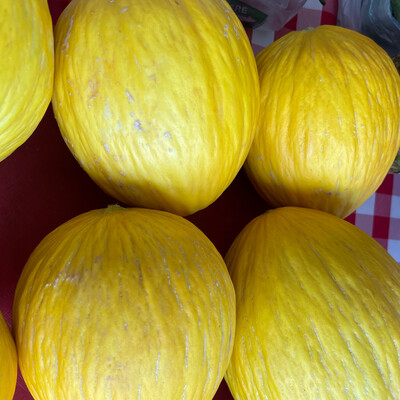 Jersey Canary Melon