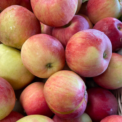 Jersey Zestar Apples (Early HoneyCrisp)