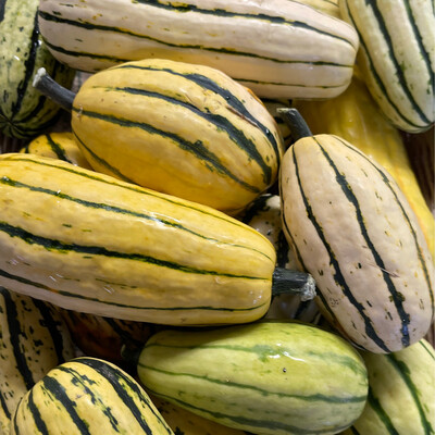 Jersey Delicata Squash